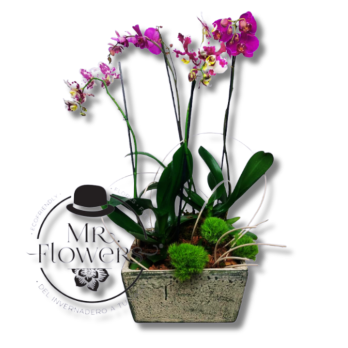 3 Orquídeas en Maceta