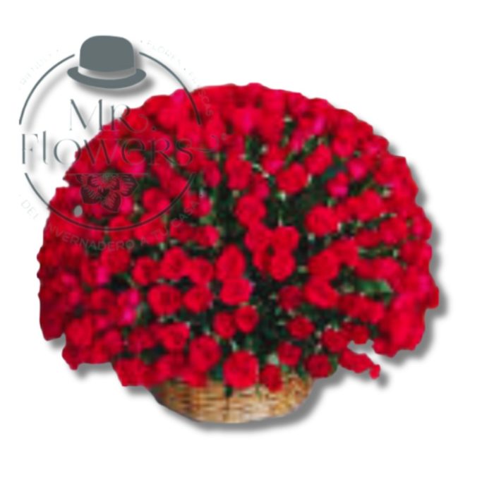 500 Rosas