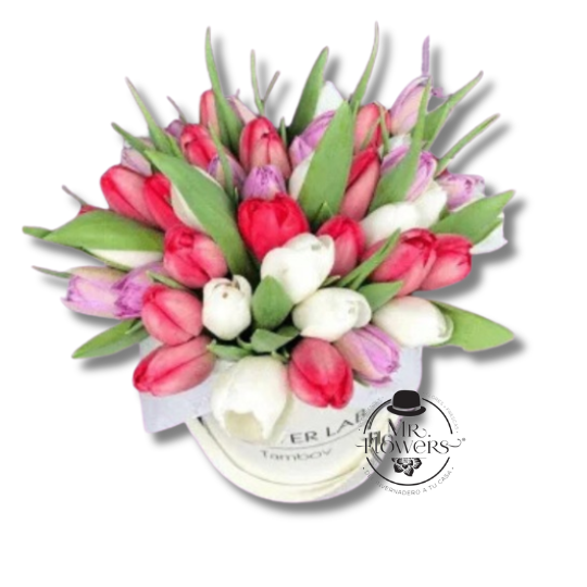 Caja con 60 Tulipanes
