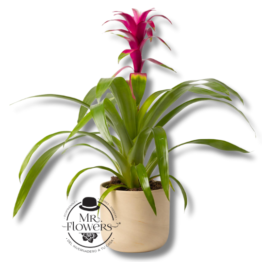 Bromelia