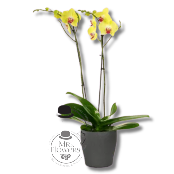 Orquídea Amarilla