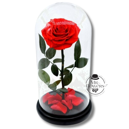 Rosa Encantada de la Bella y la Bestia