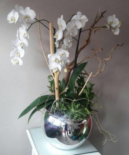 Ideas para el día de los Abuelos 10 3 Orquídeas Dobles Blancas