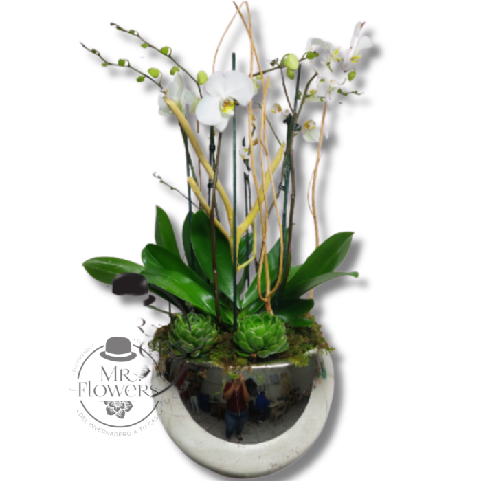 3 Orquídeas Dobles Blancas
