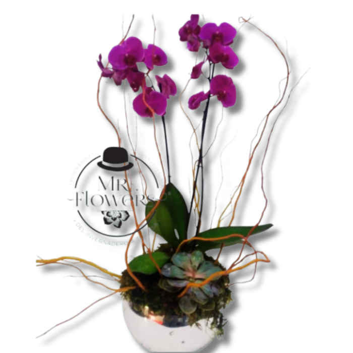 Orquídea Phalenopsis en Espejo