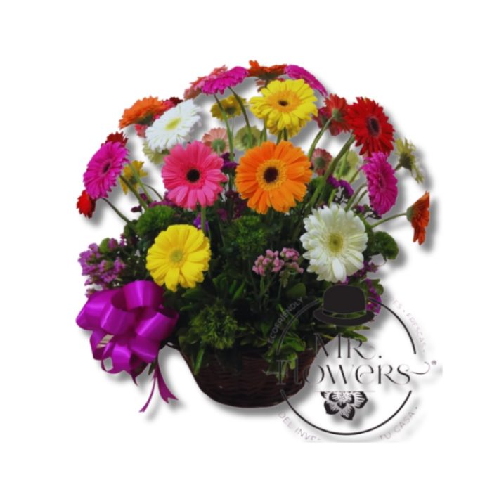 Canasta con 36 Gerberas Mixtas