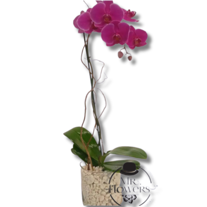 Orquídea de un Tallo