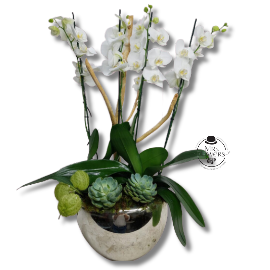 2 Orquídeas dobles y suculentas en maceta