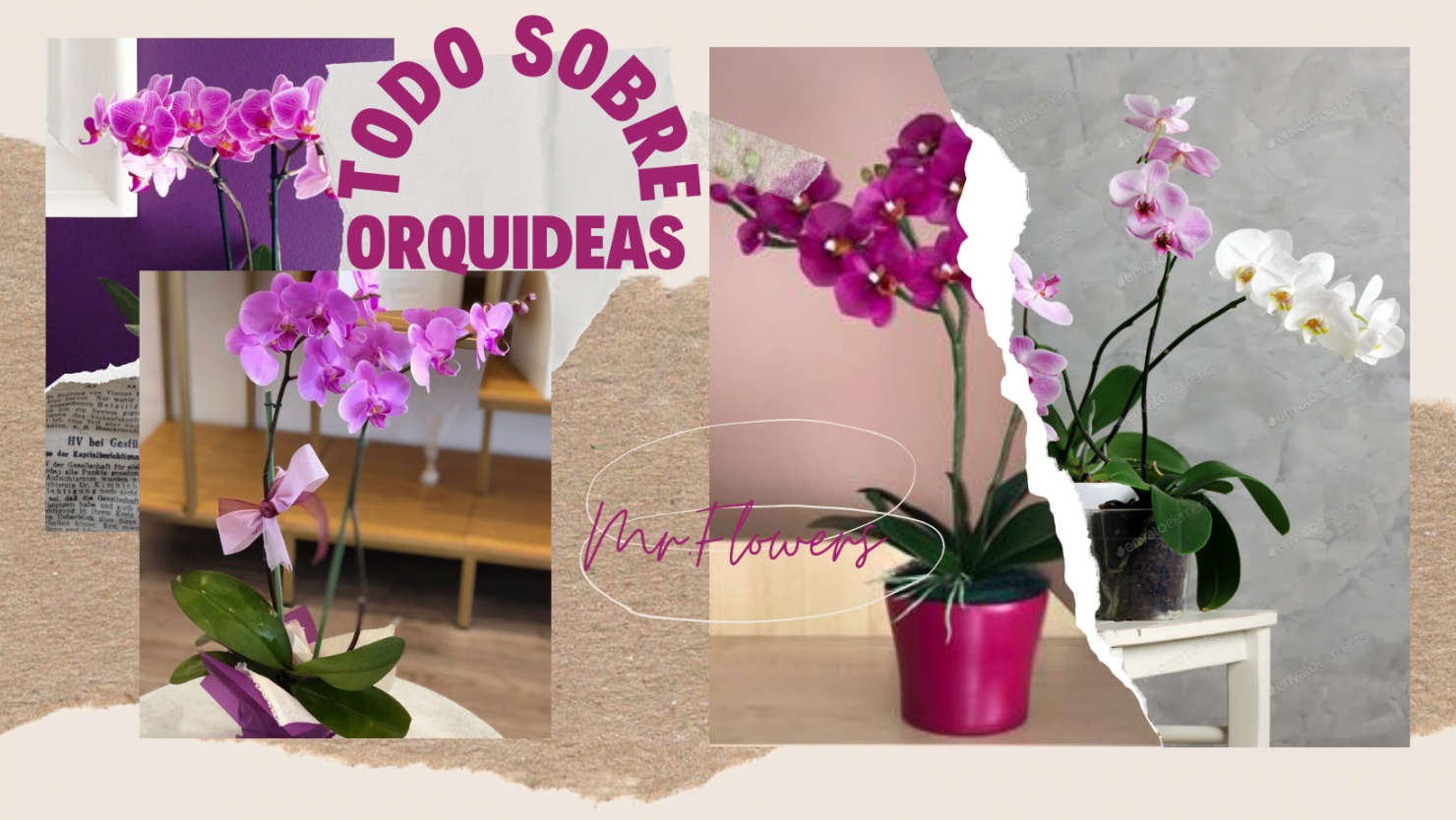 Todo sobre Orquídeas