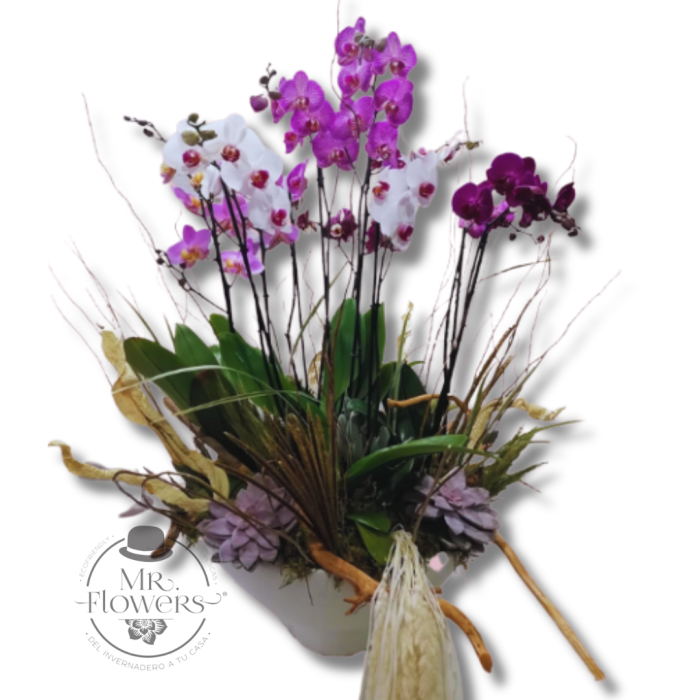 Bowl de Orquideas