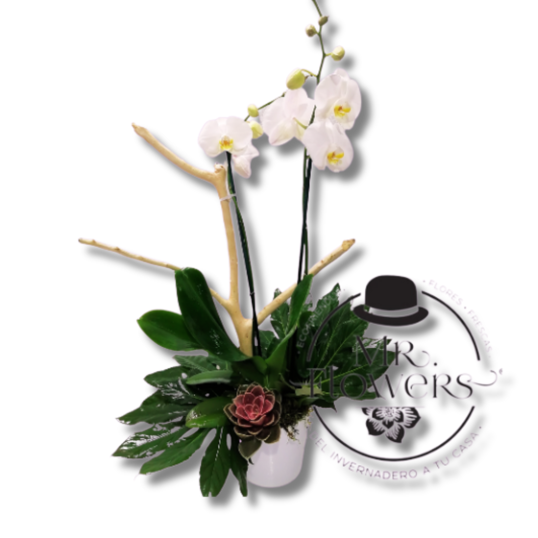 Orquídea Blanca 2 Varas 1 Orquídea Blanca 2 Varas
