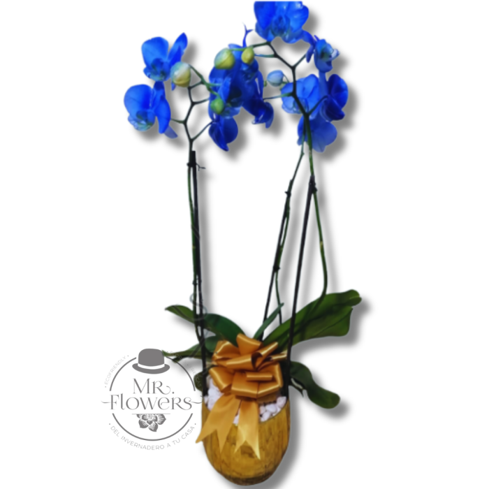 Orquidea Azul Doble