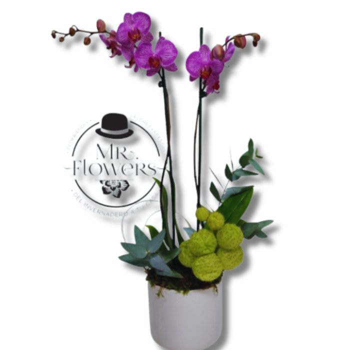 Orquidea Morada en Base Blanca