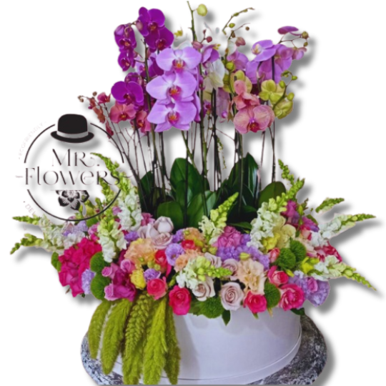 Orquideas Pastel